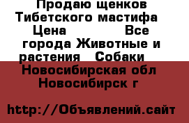 Продаю щенков Тибетского мастифа › Цена ­ 45 000 - Все города Животные и растения » Собаки   . Новосибирская обл.,Новосибирск г.